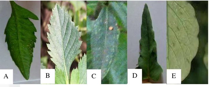 Gambar 7 Variasi ujung daun, (A) tumpul pada Elephantopus scaber, (B) 