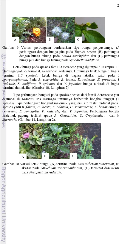 Gambar 9 Variasi perbungaan berdasarkan tipe bunga penyusunnya, (A) 