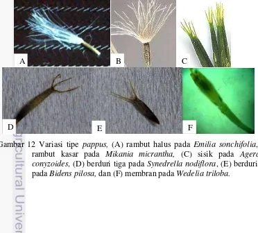 Gambar 12 Variasi tipe pappus, (A) rambut halus pada Emilia sonchifolia, (B) rambut kasar pada Mikania micrantha, (C) sisik pada Ageratum conyzoides, (D) berduri tiga pada Synedrella nodiflora, (E) berduri dua pada Bidens pilosa, dan (F) membran pada Wedel
