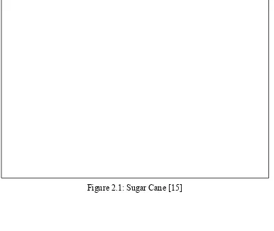 Figure 2.1: Sugar Cane [15] 
