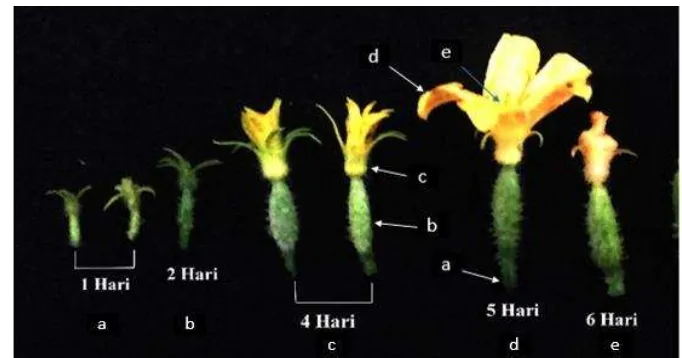 Gambar 3 Selang perkembangan bunga betina mulai dari kuncup,   bunga mekar hingga bunga layu (a = tangkai bunga, b = ovari, c = kelopak bunga, d = mahkota bunga, e = putik) 