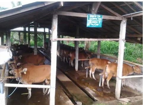 Fig. 1  Bali cattle cow in group program simantri 