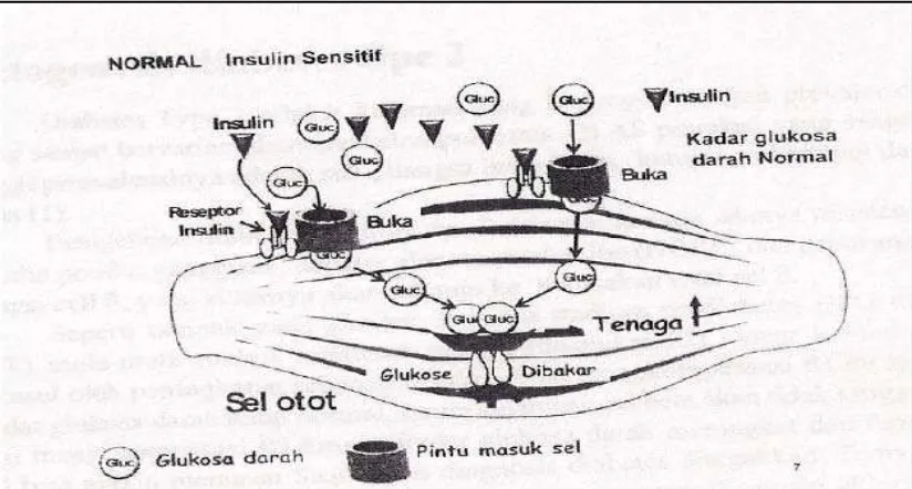Gambar 1. Sensitivitas Normal Insulin 17 