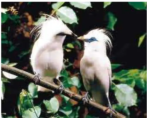 Figure 4. The Governor of Bali Release Bali Starling to Nature. 
