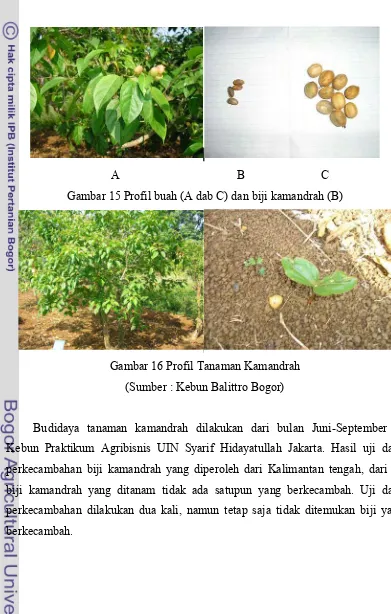 Gambar 15 Profil buah (A dab C) dan biji kamandrah (B)