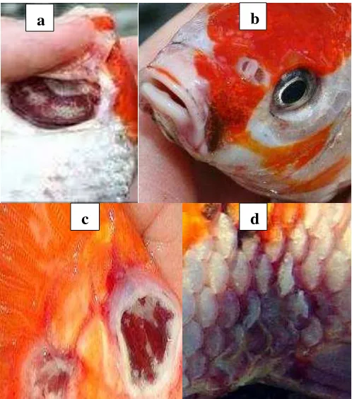 Gambar 1. Gejala klinis perubahan morfologi pada ikan koi setelah diuji tantang  dengan KHV