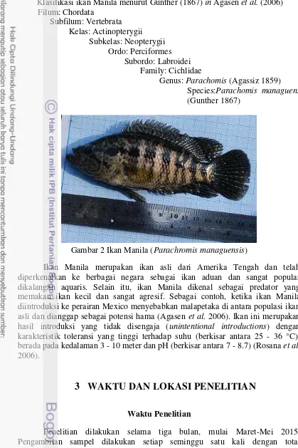 Gambar 2 Ikan Manila (Parachromis managuensis) 