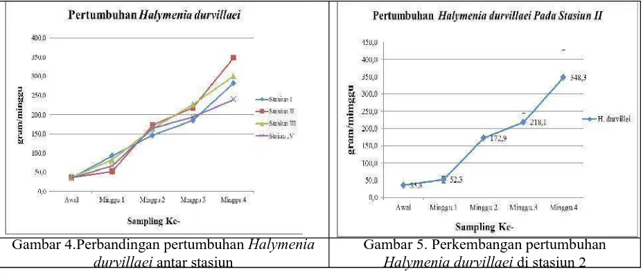 Gambar 4.Perbandingan pertumbuhan Halymeniadurvillaei antar stasiun