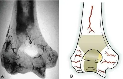 Gambar 2.1 A dan B. Gambaran Anterior Dan Posterior Dari Tulang Humerus Distal 