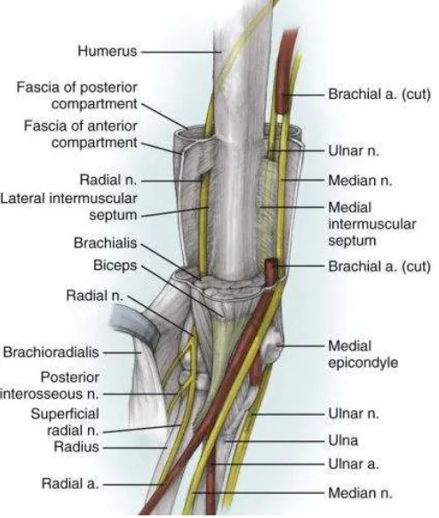 Gambar 2.3 Hubungan Struktur Anatomis Pada Ekstrimitas Atas 