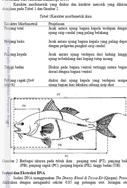 Tabel 1Karakter morfometrik ikan 