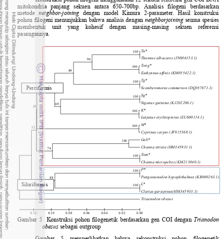 Gambar 5  Konstruksi pohon filogenetik berdasarkan gen COI dengan Trianodon 