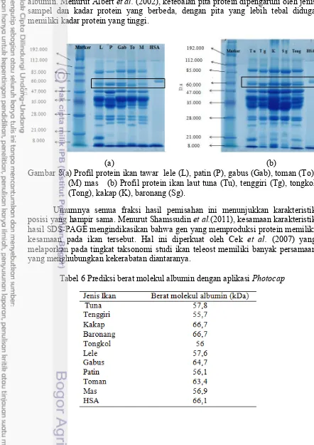 Gambar 8(a) Profil protein ikan tawar  lele (L), patin (P), gabus (Gab), toman (To), 