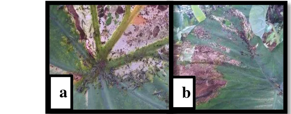 Gambar 9 Gejala serangan ulat  S. litura pada daun talas   
