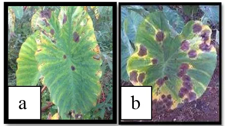 Gambar 10 Penyakit hawar daun talas  P.  colocasiae
