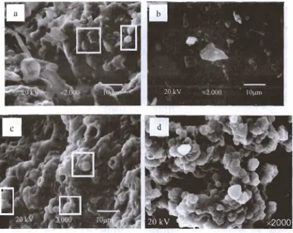 Gambar 10 Foto SEM Permukaan Mikrokapsul Ketoprofen Hasil Disolusi pada Medium Lambung Menit ke-30 (a) dan ke-90 (b) serta pada Medium Usus Menit ke-90 (c)