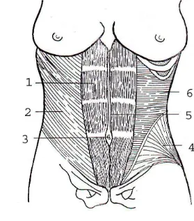 Gambar 2.1 Otot – otot perut tampak depan (Polden, 1990) 