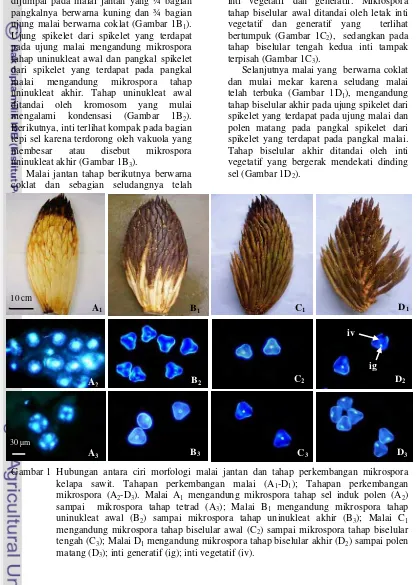 Gambar 1  Hubungan antara ciri morfologi malai jantan dan tahap perkembangan mikrospora kelapa sawit