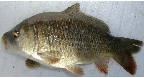 Gambar 1 Ikan mas (Cyprinus carpio) 