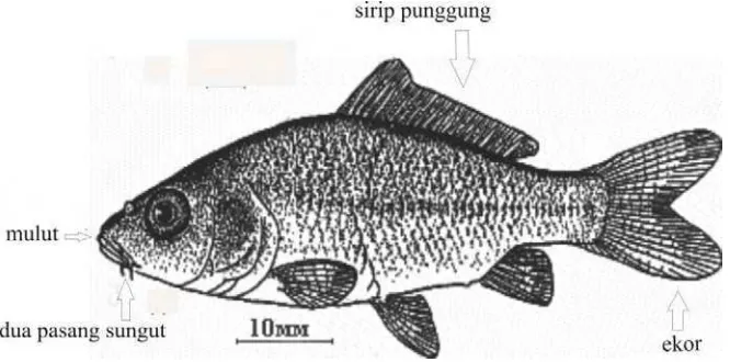 Gambar 2 Anatomi ikan Mas 