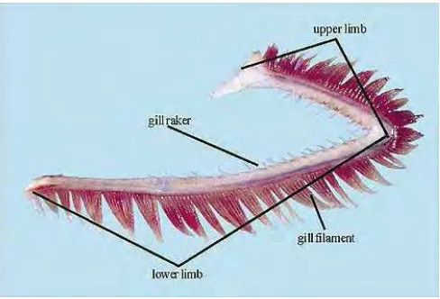 Gambar 3 Struktur Insang ikan Mas 