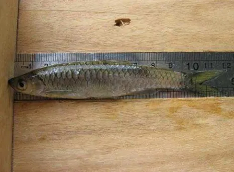 Gambar 1.  Ikan bada (Rasbora argyrotaenia) (Sumber: Koleksi pribadi, 2008)