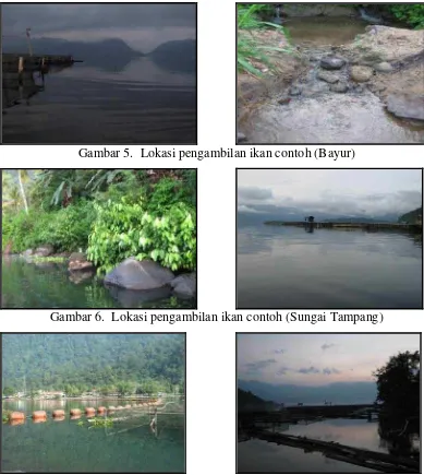 Gambar 5.  Lokasi pengambilan ikan contoh (Bayur)