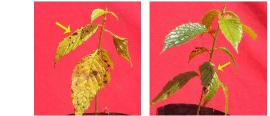 Gambar 2  Gejala penyakit hawar daun pada tanaman kayu afrika 