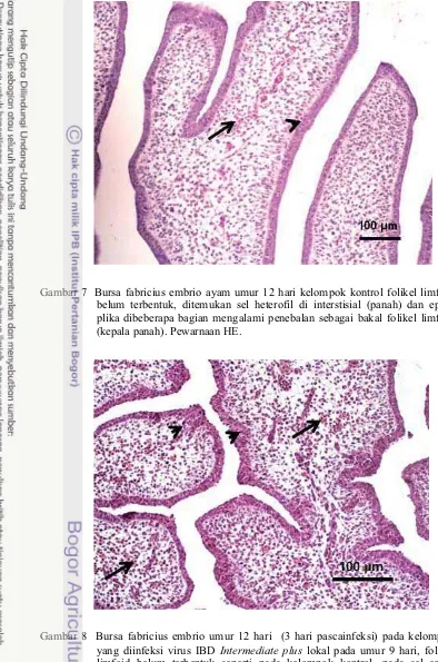 Gambar 8 Bursa fabricius embrio umur 12 hari  (3 hari pascainfeksi) pada kelompok yang diinfeksi virus IBD Intermediate plus lokal pada umur 9 hari, folikel limfoid belum terbentuk seperti pada kelompok kontrol, pada sel epitel penutup plika terlihat bakal