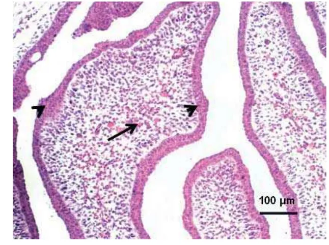Gambar 9  Bursa fabricius embrio umur 12 hari (3 hari pascainfeksi) pada kelompok yang diinfeksi virus IBD Intermediate plus komersial pada umur 9 hari, folikel limfoid belum terbentuk seperti pada kelompok kontrol, pada sel epitel penutup plika terlihat b