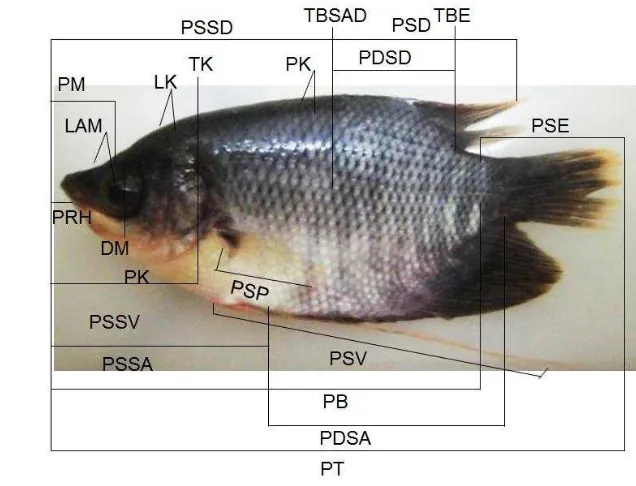 Gambar 1 Skema pengukuran terhadap ikan gurami 