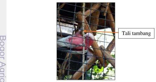 Gambar 4  Kakatua galah menggunakan tali tambang untuk memanjat  Kandang  interaksi  (Gambar  5)  digunakan  shelter  dan  cover  burung  paruh  bengkok setelah kegiatan atraksi