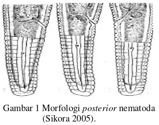Gambar 1 Morfologi posterior nematoda 