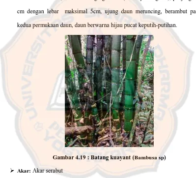 Gambar 4.19 : Batang kuayant (Bambusa sp) 