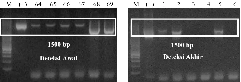 Gambar 2. Deteksi Transgen pada Benih Ikan Lele Dumbo Transgenik F3 (Nomor 64-67, 1-2 dan 5-6 = Sampel Benih Ikan Lele Transgenik F3; Nomor 68-69 dan 3-4 = Sampel Predator; M adalah Marker DNA (100-3.000 bp) (Vivantis); Tanda (+) adalah Kontrol Positif (pCcBA-PhGH)  