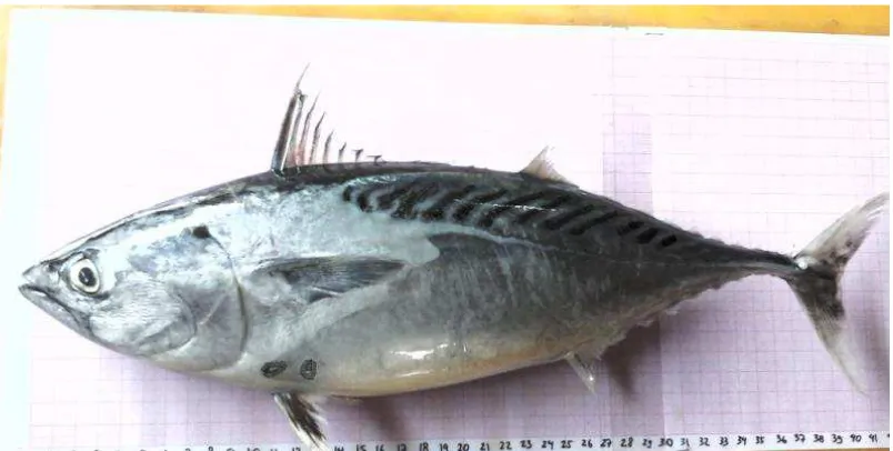 Gambar 2. Ikan Tongkol Komo (Euthynnus affinis) 
