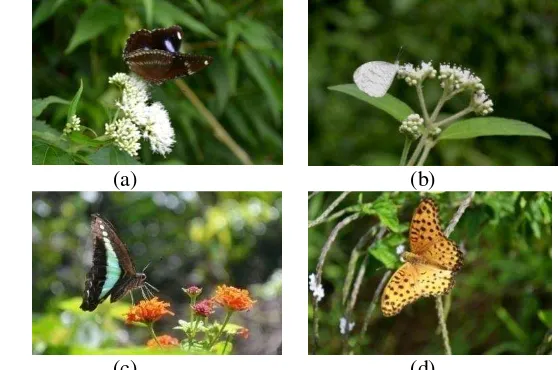 Gambar 10 Spesies tumbuhan yang banyak dikunjungi kupu-kupu: Eupatorium 