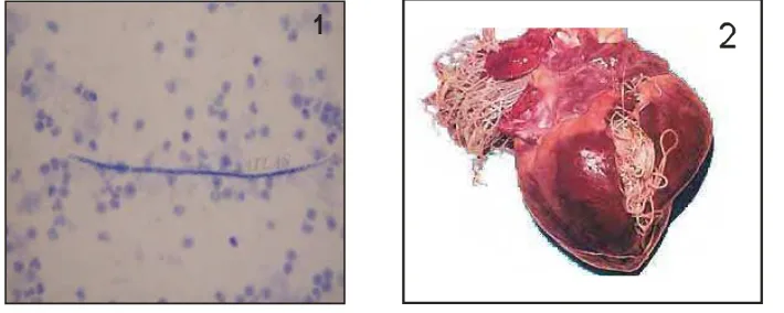Gambar 1 Mikrofilaria D. immitis (1)♦ dan Cacing dewasa di jantung (2) ♥ 