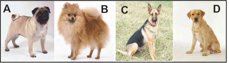 Gambar 5 Contoh beberapa ras anjing  