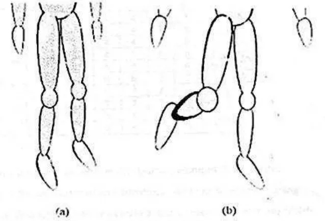 Gambar 2.1.9. Range pergerakan kaki (a) kaki tertopang, bobot tersebar merata dan (b) kaki tidak 