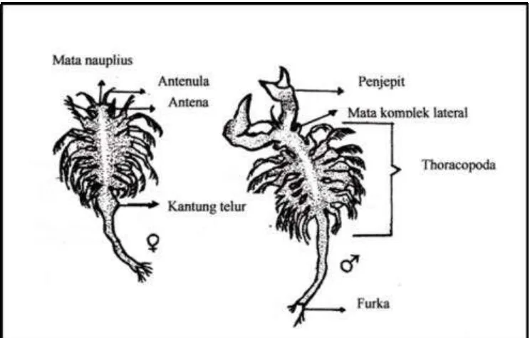 Gambar 2. Morfologi nauplius Artemia salina 