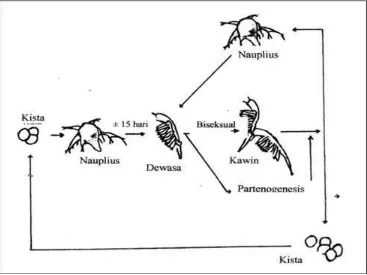 Gambar 4. Siklus Hidup Artemia salina (Isnansetyo dan Kuniastuty, 1995) 