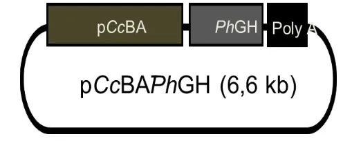Gambar 1. Konstruksi gen pCcBA-PhGH (Dewi dkk., 2013) 