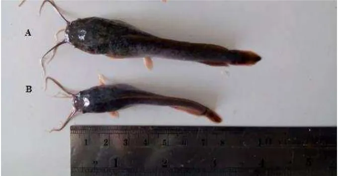 Gambar 3. Perbandingan Ikan Transgenik F3 (A) dan Ikan Non-transgenik (B) setelah 20 hari masa pemeliharaan  
