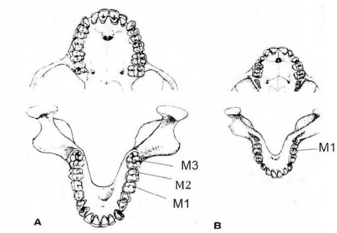 Gambar 5  Susunan gigi tetap (A) dan gigi susu (B) pada Macaca fascicularis (Bennet et al