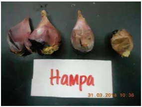 Gambar 1 Kerusakan Tunas  