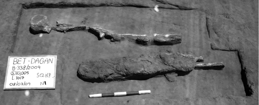 Figure 15.3: Human remains.