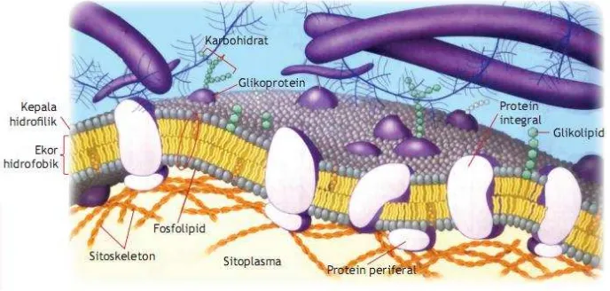 Gambar 3. Struktur Membran Sel 