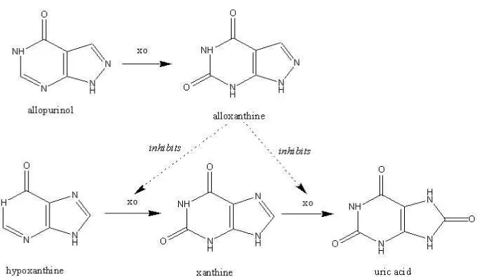 Gambar  3.  Mekanisme Allopurinol Dalam Menurunkan Kadar Asam Urat (Tjay dan  Raharja, 2002) 