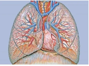 Gambar 1 Anatomi paru-paru.17 